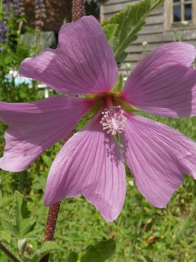 Love wonder-walk.org